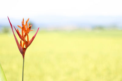 Close-up of orange flower growing on field