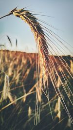 Close-up of wheat field