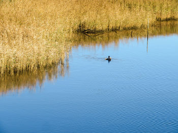 Ducks swimming in lake