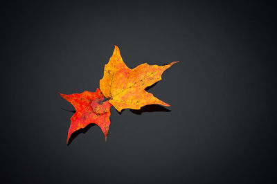 Close-up of maple leaf against orange background