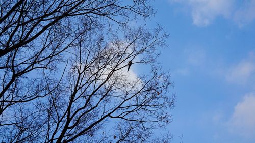 Low angle view of bare tree against blue sky