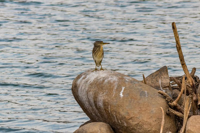 Bird perching on wooden post in lake