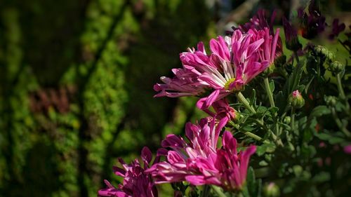 Close-up of pink flowers