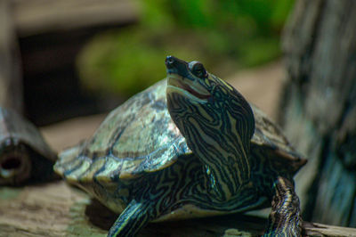 Close-up of a turtle in zoo