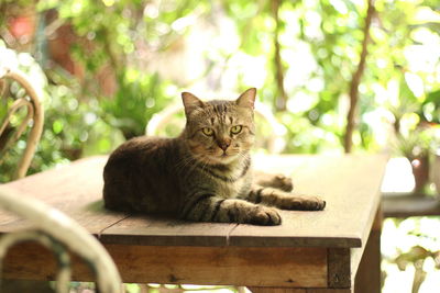 Portrait of a cat sitting on wood