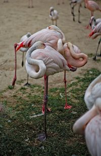 Close-up of birds on field