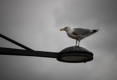 Low angle view of seagull perching on metal against sky