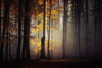 Sunlight streaming through trees in forest during autumn