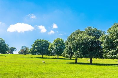 Trees on field against sky