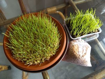 High angle view of vegetables in container