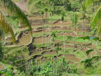 Scenic view of agricultural field