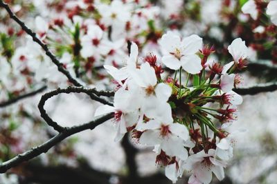 Close-up of cherry blossom tree