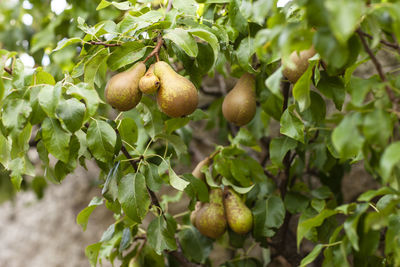 Close-up of fruits growing on tree