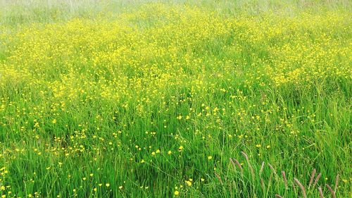 Full frame shot of plants growing on field