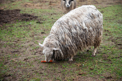 A white hornless heather sheep stands dirty in the field