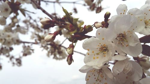 Low angle view of apple tree