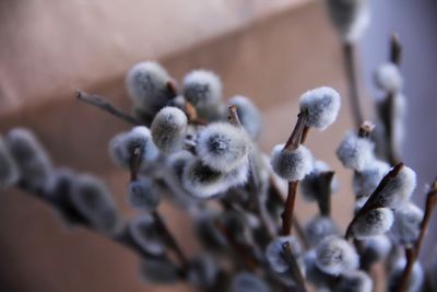 Close-up of plant against blurred background