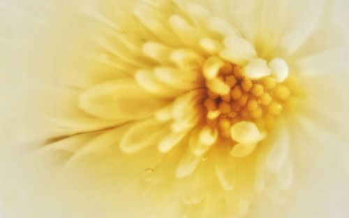 Extreme close-up of flower head