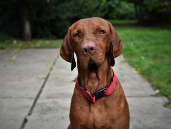 Close-up of dog