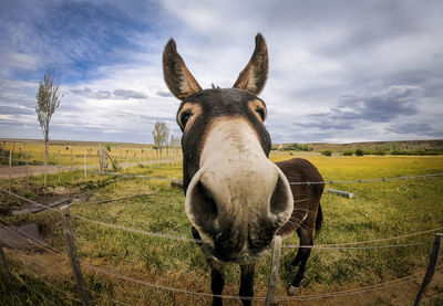 Portrait of horse standing on field against sky