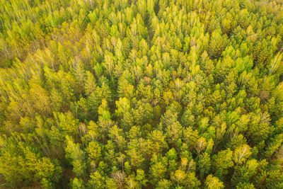 High angle view of pine trees in forest