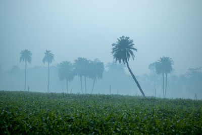 Scenic view of palm trees on field against sky