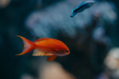 Fish swimming in sea