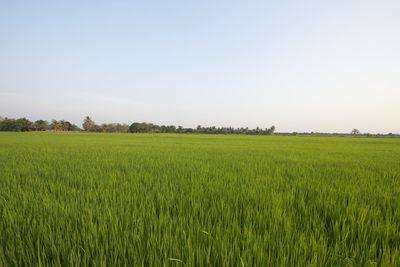 Scenic view of landscape against clear sky