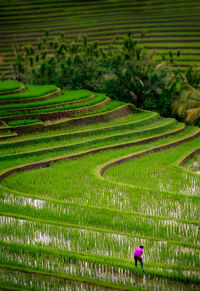 Scenic view of agricultural field