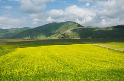 Scenic view of field against sky