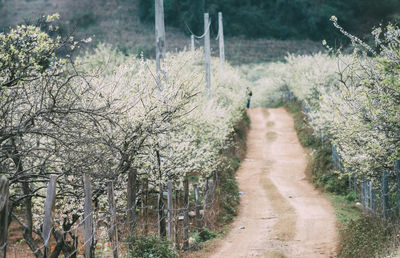 Footpath amidst trees on field