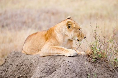 Cat relaxing on a land