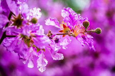 Close-up of bee pollinating on pink flower