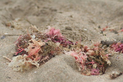 Close-up of sand on beach