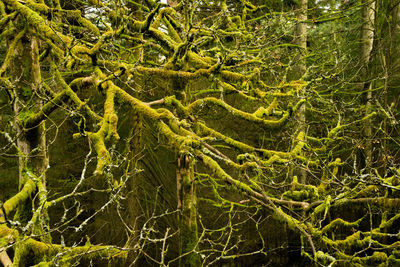 Full frame shot of tree in forest