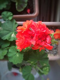 Close-up of red rose
