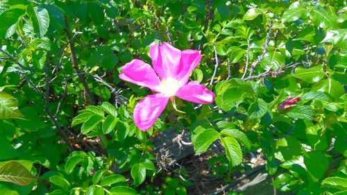 Close-up of pink flowers