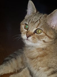 Close-up portrait of cat