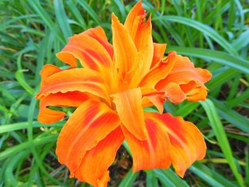 Close-up of red flower blooming outdoors