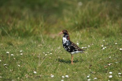 Bird perching on a field