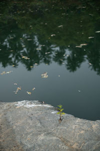 High angle view of leaf floating on lake