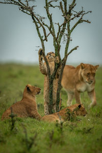Lioness walks past three cubs around bush