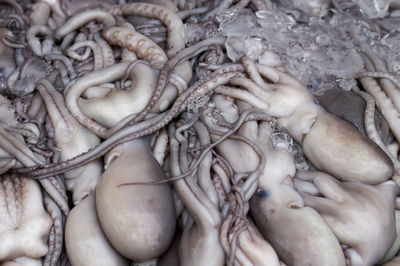 Full frame shot of octopus for sale in market