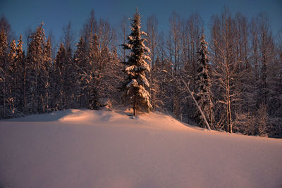 Snow covered land and trees against sky