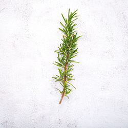 Plant against white background