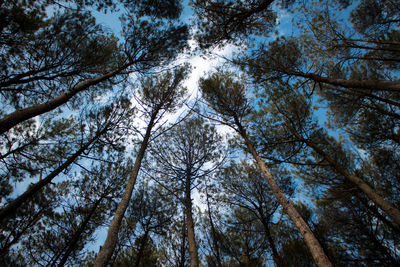 Low angle view of trees in forest