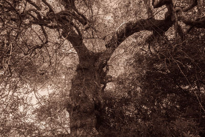 Full frame shot of tree trunk in forest