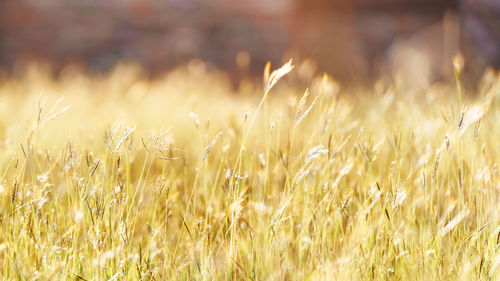 Wheat growing on field