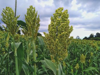 Close-up of fresh green plants in field against sky