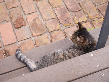 High angle view of cat relaxing on wall